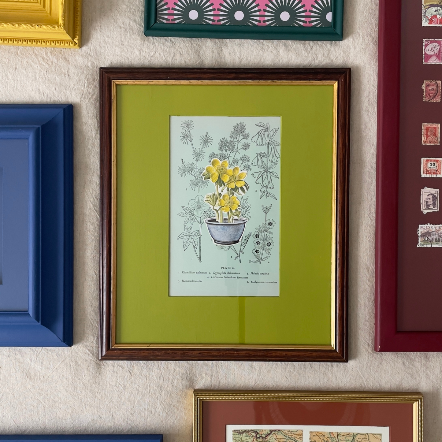 Loud Pot, Quiet Plant | Framed Botanical Plate on Painted Mount
