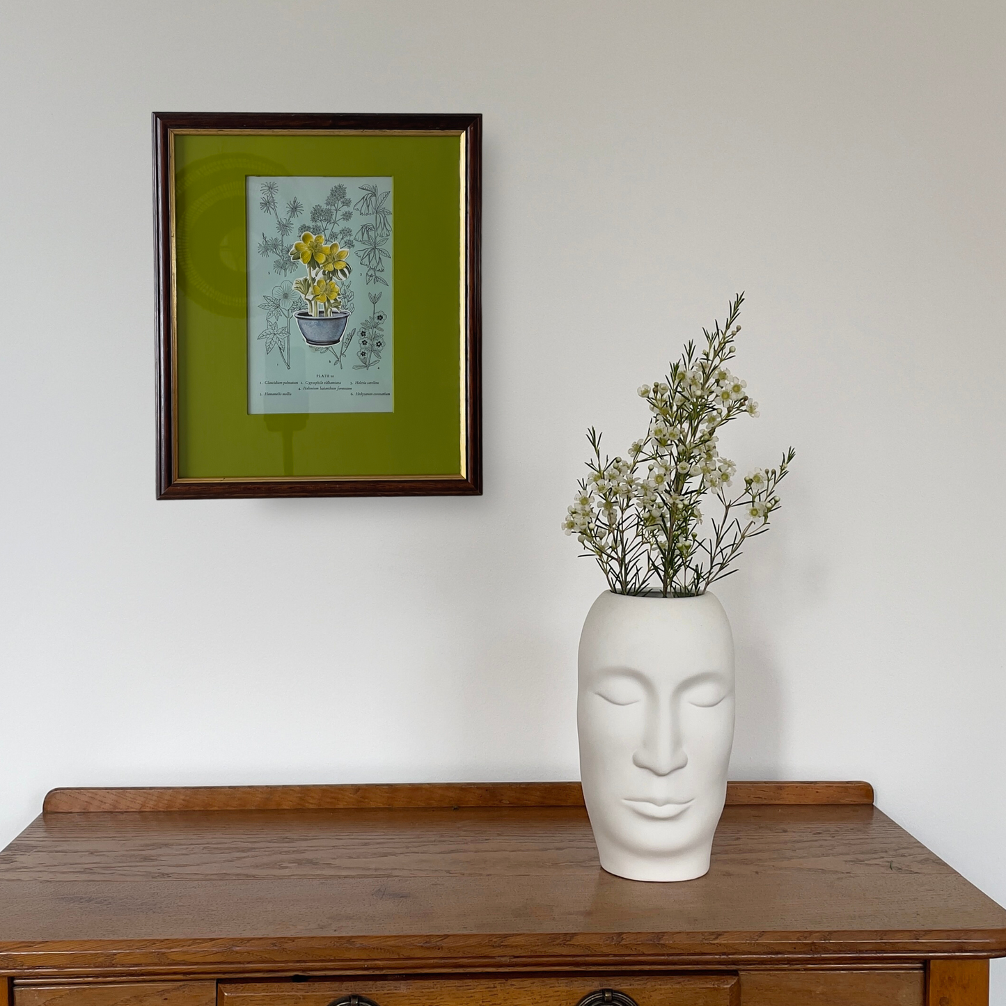 Loud Pot, Quiet Plant | Framed Botanical Plate on Painted Mount