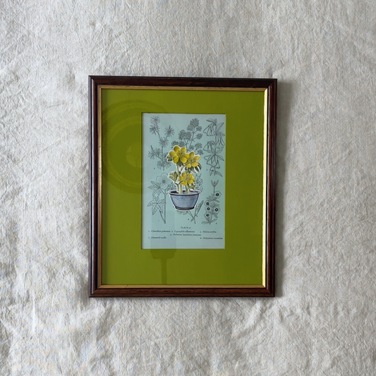 Loud Pot, Quiet Plant | Framed Botanical Plate on Painted Mount